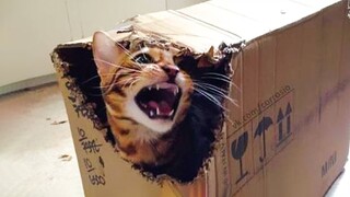 😹 You Definitely Laugh, I Believe In It 😇 - Funniest Cats Expression Video 😇- Funny Cats Life