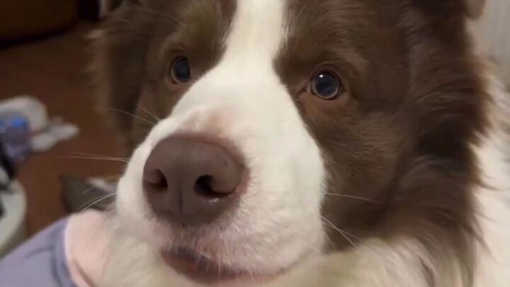 A little dog’s longing is so feisty yet unmistakable.