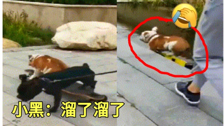 Anjing yang cerdas sudah kabur, hanya si bodoh yang terus maju (｀・ω・´) Sudah tak tertolong lagi～ GIF