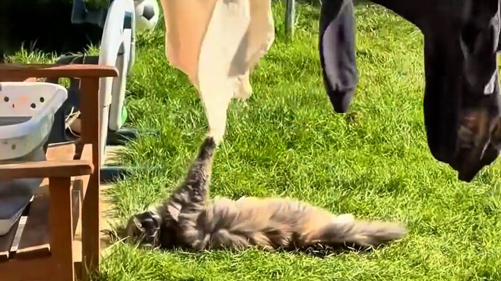 This Is How Cats Approach Life