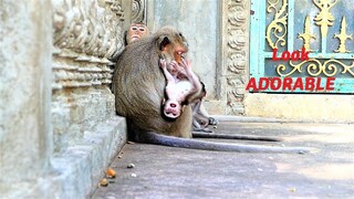 Look Cool To See Mother Sarah Beaten Tiniest Baby Monkey For Play And Loves