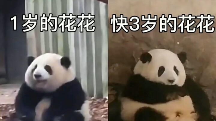 Hoa Hoa lại bị lưu ban rồi, là trường hợp lưu ban đầu tiên trong giới gấu trúc; anh em nhà Hoa còn l