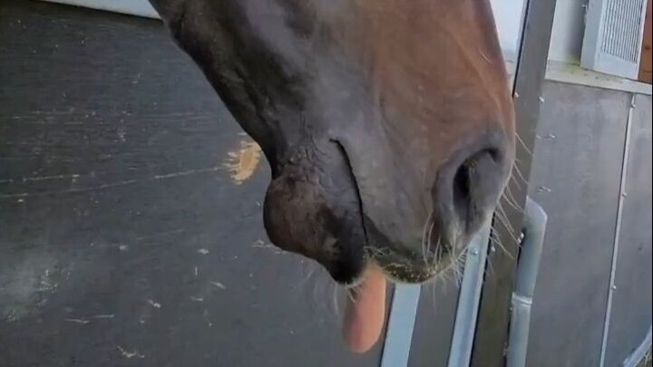 A horse that sticks out its tongue when you scratch it twice