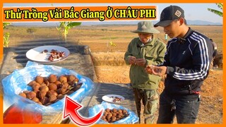 Nông Nghiệp VIỆT NAM ở Châu Phi || Thử Trồng Vải Tại Châu Phi