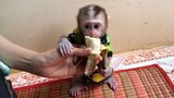 Baby monkey and banana