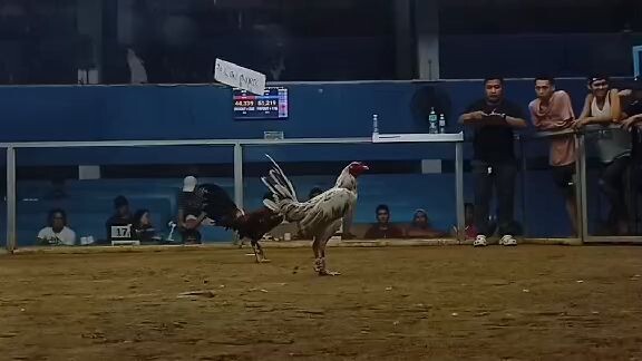 Pasig Square entry name: Kopido 4th  fight win