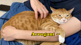 [Animals]A beloved pet cat|Sahashi Toshihiko-<华丽なる舞踏室>