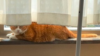 Apakah Bibi Jiang diabaikan saat berbicara dengan Xiao Mi?