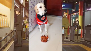 CUTE PET #น่ารัก&ตลก #5555+