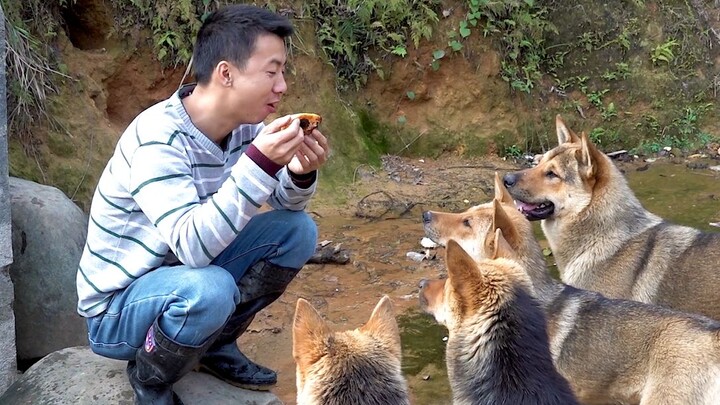 Hua Nong Brothers: Scout ahead to check the wild fruit yield in the village, then dig up one more ba