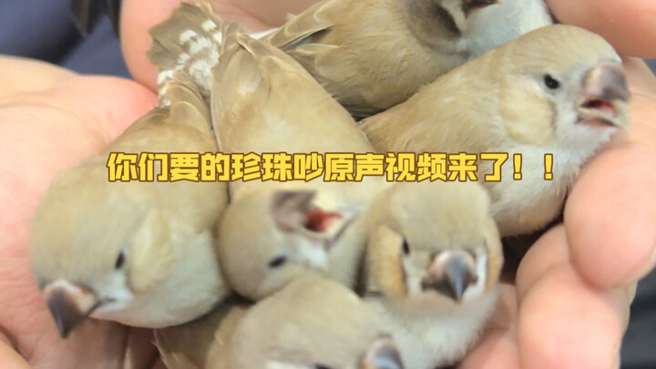 Here’s the original audio video of Pearl Chao that you’ve been asking for!!