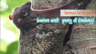 lemur terbang adalah hewan aneh yang di lindungi