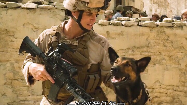 Master Murdered on the Battlefield, Dog Chases Killer for Hundreds of Miles — “Max, the Military Dog