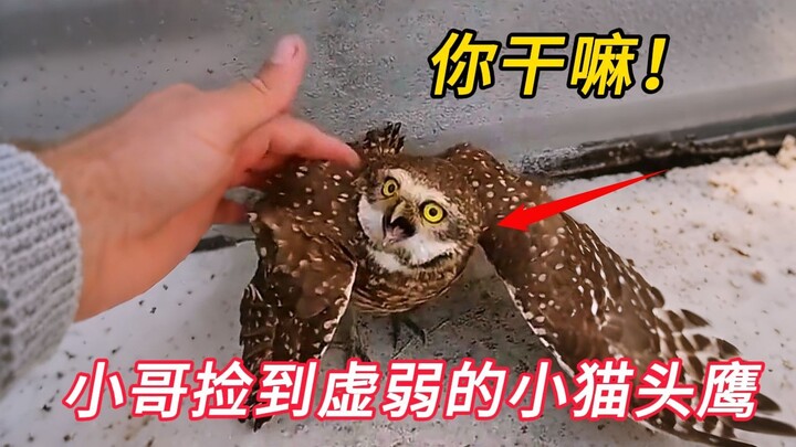 Anh chàng nhặt được một chú cú mèo bị thương, mang về nhà rồi bất ngờ nuôi nấng thành một mẫu thú cư