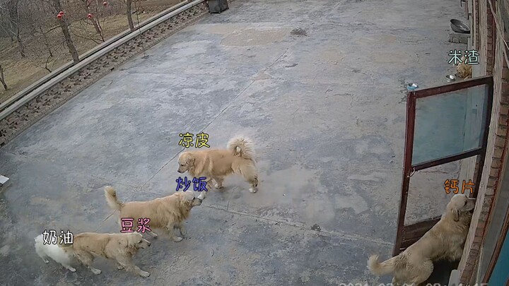 “Dog Watch” – A Dog’s Daily Life Under Surveillance