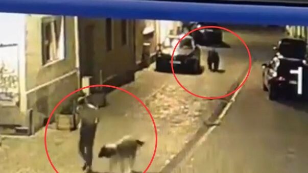 Tuan kucing cepat lari! Ada beruang di belakang!!