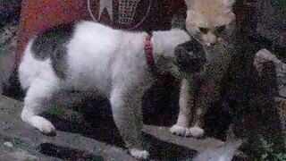 habis sahur ko ribut