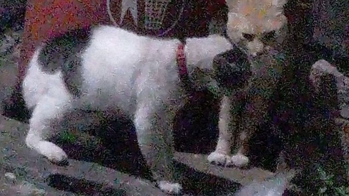 habis sahur ko ribut