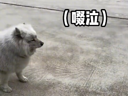 Animal Voiceovers | It’s All Dogs—Your “Scrolling” Password!