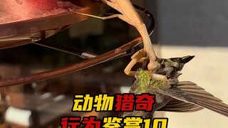 Chuyên mục thưởng thức những hành vi kỳ lạ của động vật tập 10