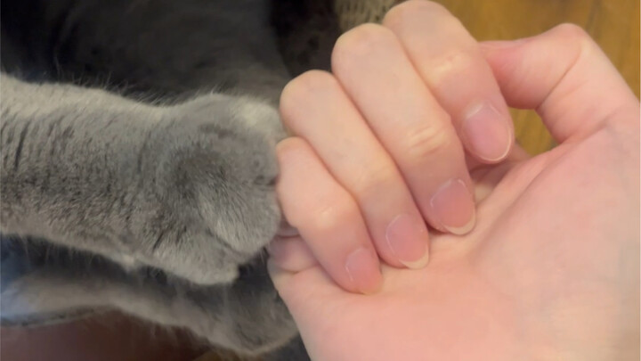 Saat si kucing kecil mengeluarkan cakarnya tapi tak sampai melukaimu, kamu harusnya sudah paham beta