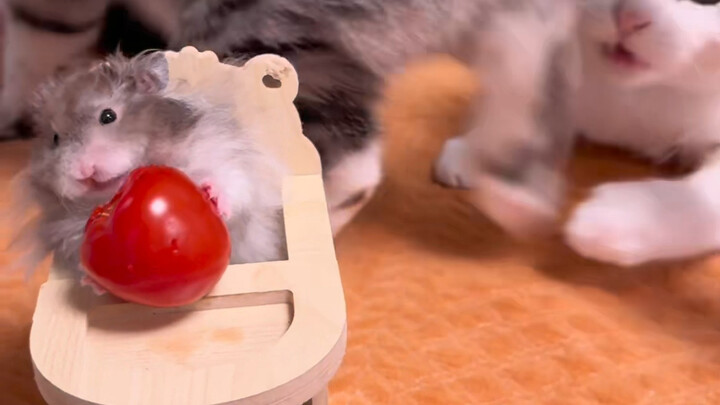 أينما ذهبت، لا بد أن تفكر في جلب بعض الطعام للسيد شيو.