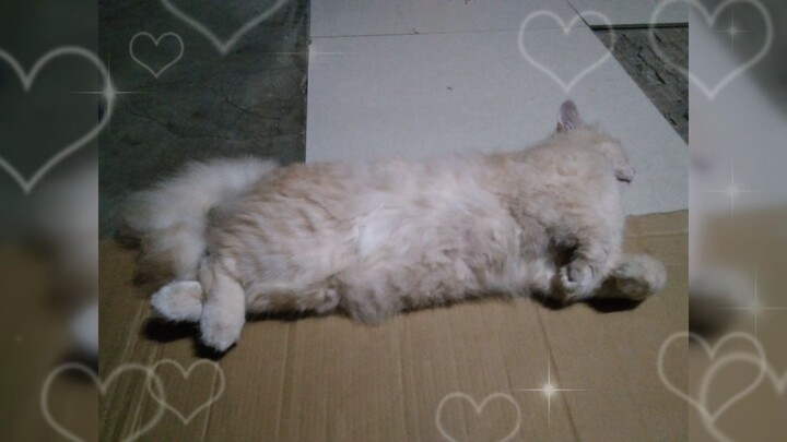 Custard's Dream