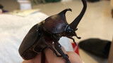[Hewan]Menghabiskan waktu menemani kumbang unicorn peliharaan