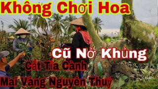 cắt tỉa cành mai vàng | cắt đôn tàn cho mai vàng | cách cắt tỉa cành cho mai vàng không chơi tết