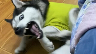 大家帮我看看我花1000买的哈士奇纯不纯