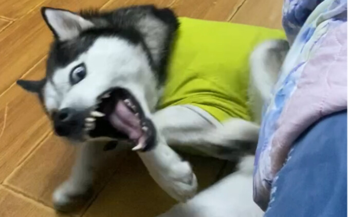 Everyone, help me check if the Husky I bought for 1000 is purebred.