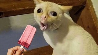 Best Funny Animals 2023 🤣 Funniest Dogs and Cats 😹🐶 Part 7