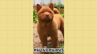 เพื่อนตัวน้อย สัตว์เลี้ยงแสนซน : หมาน้อยแสนรู้