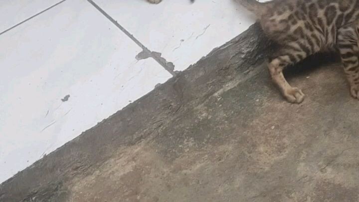 kucing BengaL
