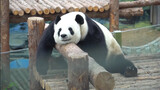 Animals|Panda Daily