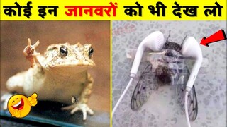 😂🤣इन जानवरों को देख हंसी नहीं रुकेगी | Funniest Animals Fails Compilation | Funny Indian Animals