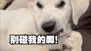 小发雷霆！小鸡毛不喜欢别人摸它的脚！