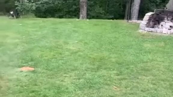Cats being funny