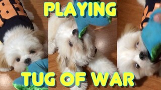 Playing Tug of War with Cute Shih Tzu Puppy