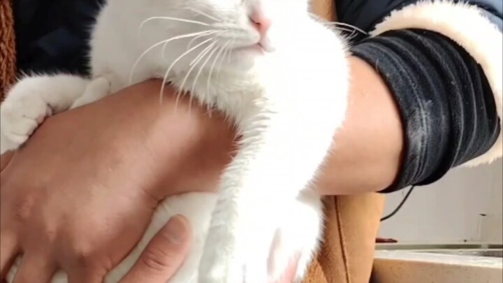 Uncle Finds a Cat with Heterochromatic Eyes