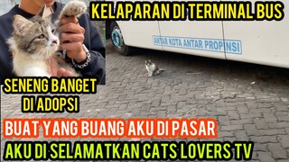 Allahu Akbar Kucing Cantik Menangis Di Buang Si Pasar Kakinya Pincang Seneng Banget Saat Di Adopsi.!