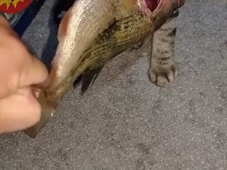 Hakimi’s Hunting Spree