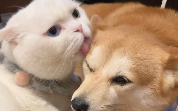 Membawa Chai Ke bertemu jodoh di rumah anjing selebriti internet sebelah!