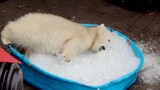 小北极熊第一次玩冰块，场面一发不可收拾，憋住千万别笑！
