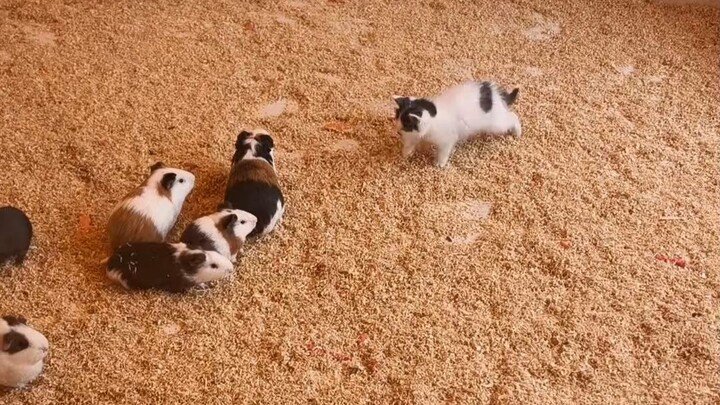 The kitten is so lonely; there’s no mouse to play with it.