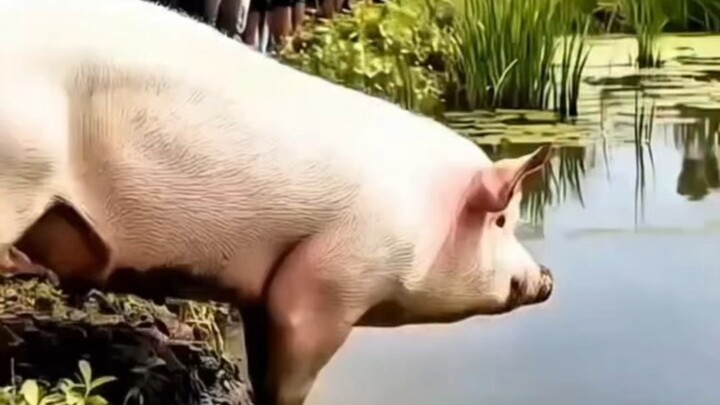 เทคนิกการจับปลาของเจ้าหมู