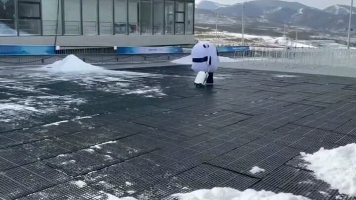 Về sự việc "Bing Dwen Dwen có thể sống hòa thuận, nhưng khi có chuyện xảy ra, nó thực sự chạy trốn k