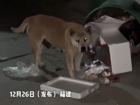The villa-dwelling pup was scolded and its “parents” were called after rummaging through the trash—d