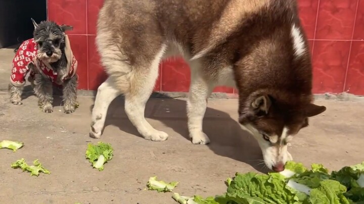 To help the dog lose weight, I’ve been feeding him nothing but greens every day—this Siberian Husky 