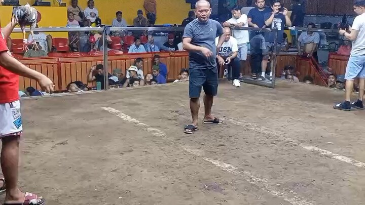 3hits, Sept 5 2026 Candelaria Quezon , EL Gamma grey x black hennie, 3rd fight lose